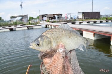 ゼロから始めるヘラブナ釣り 最安いくらで楽しめるのか を検証してみた結果とは 概要 アクティビティ ニュース Bravo Mountain