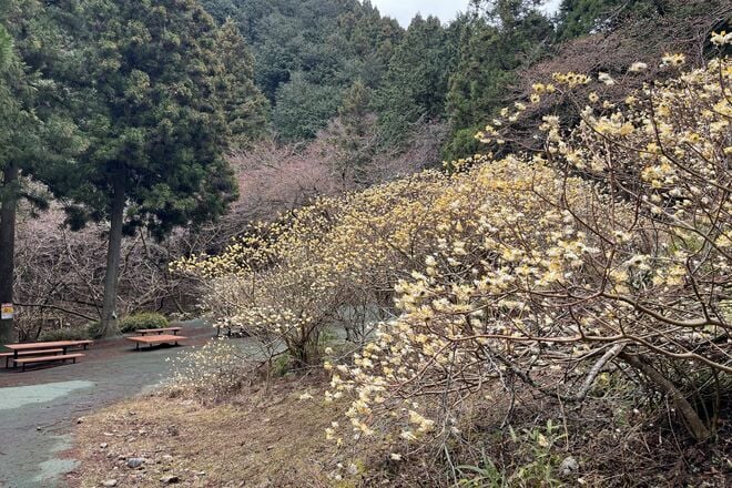 【花巡り】早春ハイキング “見頃を迎えたミツマタ” 東丹沢を埋め尽くす「黄色のポンポン」 県内最大規模の群落を楽しむ   神奈川県｜2026年の画像003