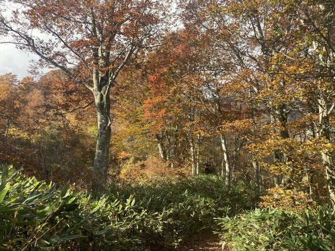 紅葉深まる日本百名山「谷川岳」 ロープウェイ利用で歩き始めは標高1,300m！  スタートすぐから ”秋景色” 満喫OK！「10月・登山レポ」の画像002