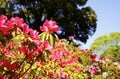 「ツツジ」満開の東京 江戸の情景に満ちた庭園を色鮮やかに染める春の絶景「根津神社」「六義園」【東京都 文京区】の画像018