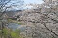 【春の信州でお花見散策】朱塗りの柱が目を引く空中楼閣！  圧巻の懸崖造り 難読「鼻顔稲荷神社」は桜の名所！  長野県佐久市・2024年の画像006