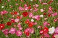 「天空のポピー」彩の国を彩る絶景はまさに楽園【埼玉県・東秩父村/皆野町/長瀞町】の画像009