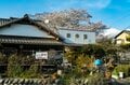【渓流釣り】春本番！  お花見しながらの釣り歩き 「富士と桜とフライフィッシング」 静岡県・2025年の画像002