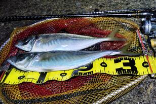 秋のハイシーズンには混雑ポイントも！ 「アジング」に必須「4つのマナー」 楽しく遊びたい “釣り場シェア” のコツ