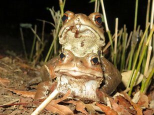 入江聖奈選手にも見せたい！ 冬眠から覚めたカエルのガチバトル【春だョ！ 全員集合】 気になるぅ！ 恋の行方・マッチングアプリ不要のお相手探し