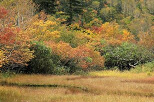 今週末の紅葉見るならどこ？  名所“人気スポット”から最新情報をお届け「WEEKLY紅葉ニュース」【2023年10月第1週】