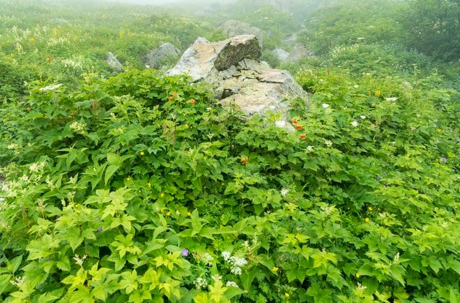 白馬大雪渓を登りきった先に待つ至極の山小屋！  大満足の “夕食バイキング” と “快適＆安心” が詰まった「白馬岳頂上宿舎」【長野県白馬村】の画像018