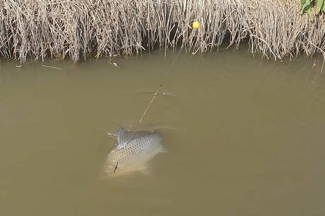 尺越え「乗っ込みマブナ」に歓喜！ 釣果のカギは「ホソ選び」と「アピール力」と「聞き込み」！？ 春の「霞ヶ浦」釣行レポの画像005