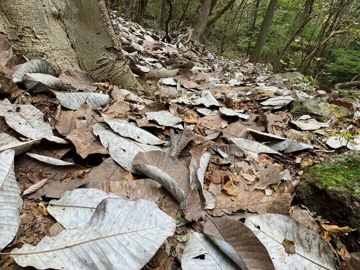【山岳遭難しないために】秋登山に行く前のリマインド 「体感温度はすぐに氷点下！」 山梨県｜2026年 