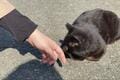 米CNN選出「世界6大猫スポット」のひとつ「相島」1周5.4㎞でも「ネコ密集＆過疎」エリアあり！「とことん戯れられる」3か所とは「現地レポ」の画像003
