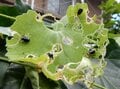 水玉模様の葉を作った犯人の正体とは？  昆虫と植物の攻防戦【あなたのすぐそばにいる「季節の虫」の探し方 vol.22】の画像003