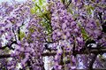 花より団子？ いや、どっちも満喫！「亀戸天神」藤の花 雅な紫に彩られた幻想的な世界へ【東京都・江東区】の画像009