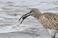 「都内唯一のラムサール登録湿地で、白昼堂々バラバラ事件発生！」  東京湾の干潟で目撃した渡り鳥の早ワザ料理術に目がテン 【2024年 東京都】の画像007