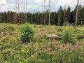 脅威的な自然の回復力！かつての軍事訓練場が今は ”2500種以上の絶滅危惧種” の住む公園に。ドイツ「アイフェル国立公園」が豊かな自然を取り戻すまで【キジ博士のナチュラリスト入門 vol.3】の画像002
