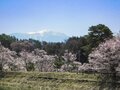 「開花ピーク直前！」高遠城址公園だけじゃない！ 南アルプスの麓のおすすめ桜スポット4選【長野県伊那市】の画像003