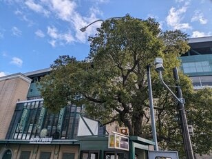 甲子園ライトスタンド場外にある通称「タイガース神社」素戔嗚神社の夢ボールみくじで星野仙一監督の喝を勝手に脳内再生する【関西おみくじジャーニー vol.25／兵庫県西宮市】