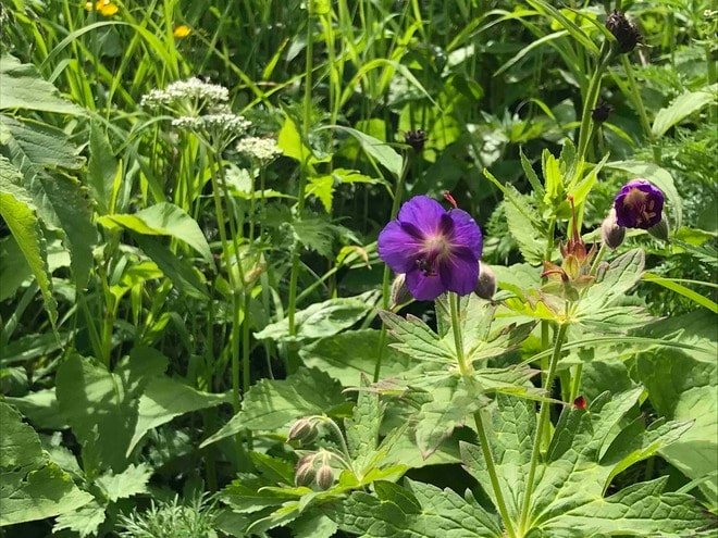 ロープウェイで一気に楽々「2612mの世界へ」千畳敷のお花畑が見頃ですの画像012