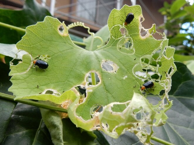 水玉模様の葉を作った犯人の正体とは？  昆虫と植物の攻防戦【あなたのすぐそばにいる「季節の虫」の探し方 vol.22】の画像003
