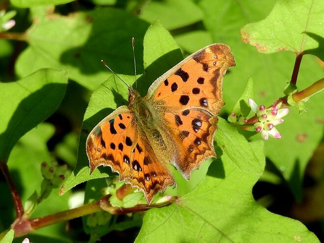姿の異なるそのチョウは本当に別種？  季節によって姿が変わる虫たち【あなたのすぐそばにいる「季節の虫」の探し方 vol.17】の画像004