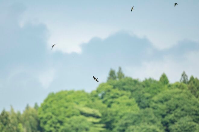【渓流釣り】イワナとヤマメが交互に釣れるポイントが続く碧い水の渓 「『ナウシカ』に出てきそうなヘビトンボが登場！」 群馬県｜2026年の画像001