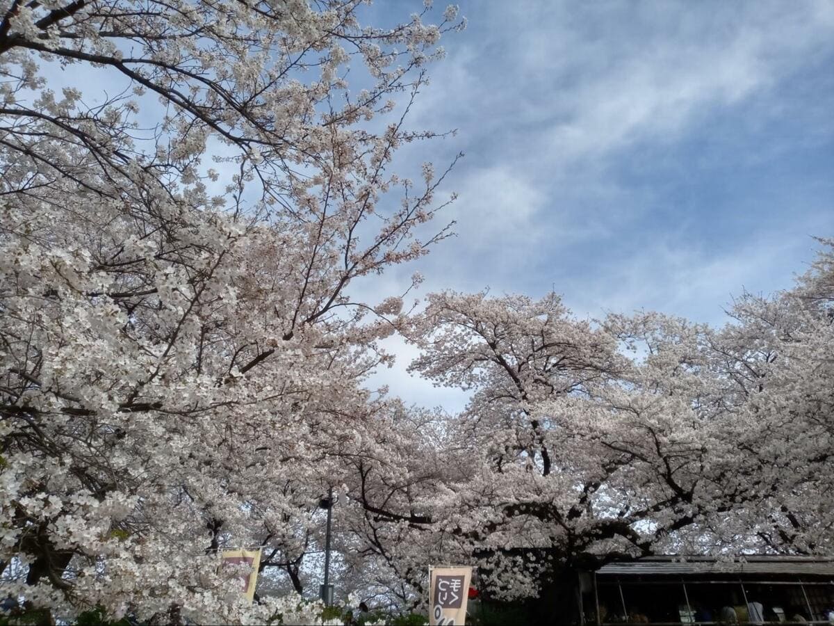 立体絵画の「権現堂公園の桜と菜の花」 桜と菜の花、青空が三位一体となった、春爛漫の大パノラマ