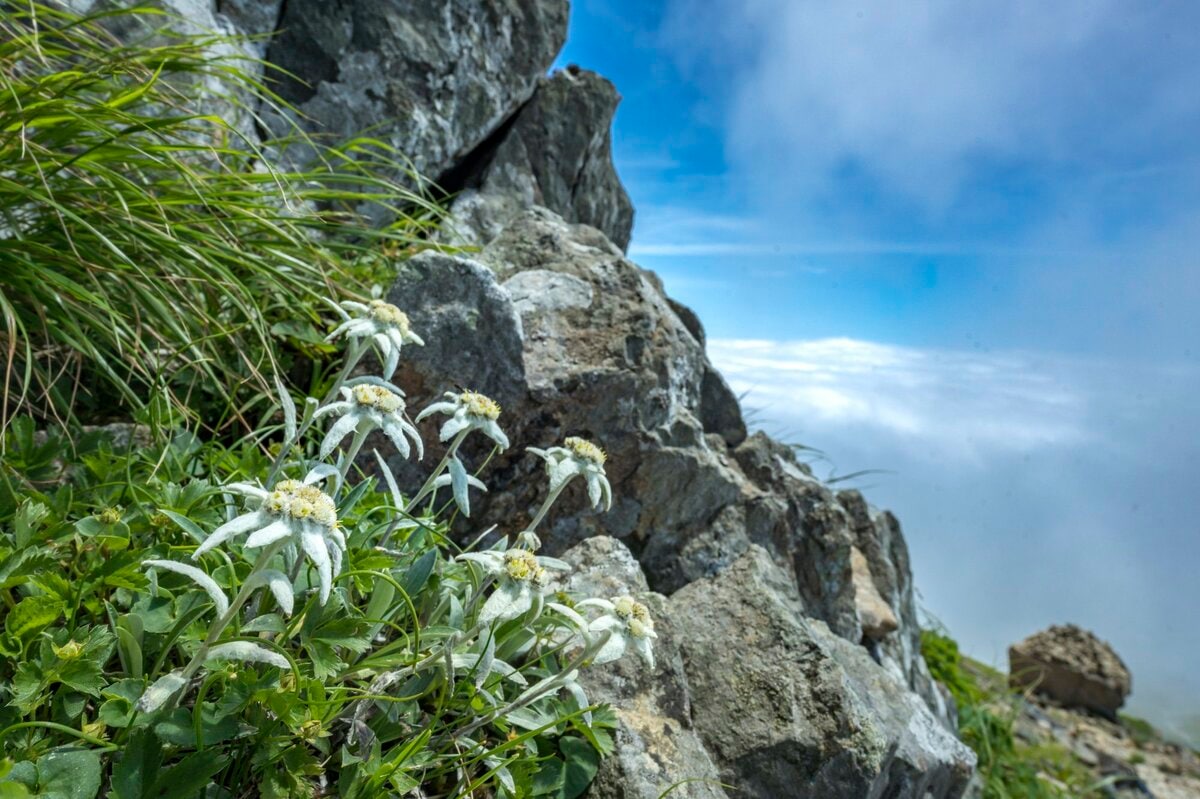 日本百名山 日本のエーデルワイス 雲海の上で輝くハヤチネウスユキソウ 花づくし みちのくの名峰 早池峰山 岩手県 22年 概要 登山 レポート Bravo Mountain