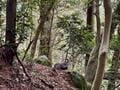 静岡の名低山「栗ヶ岳」 山頂まで1時間「かっぽしテラス」から「世界農業遺産」風景の絶景！  ゆる～いカモシカにも遭遇「登山レポ」の画像004