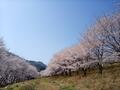 知る人ぞ知る「絶景のサクラ並木」総距離5km・1700本「虎山の千本桜」コスプレイヤーも集う「まるで異世界」写真映えスポット【埼玉県東秩父村】の画像006