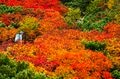 【登山】ここ数年で一番の美しさ「南アルプスの貴公子と女王の山岳紅葉」 日本の1-2-3位の高峰を望む  南アルプス・2025年の画像016