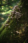 【紅葉登山】スッキリ青空！  紅葉と水面が描く絶景のコントラストに “雲海” の演出が素敵な「白駒池」 長野県北八ヶ岳・2024年の画像004