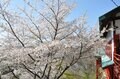 【春の信州でお花見散策】朱塗りの柱が目を引く空中楼閣！  圧巻の懸崖造り 難読「鼻顔稲荷神社」は桜の名所！  長野県佐久市・2024年の画像005