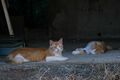 アート、ときどき島猫。直島・犬島・小豆島【「瀬戸内トリエンニャーレな旅（後編）」琉球島猫百景 vol.22〈特別編〉】の画像010