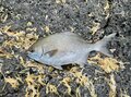 磯釣り「外道中の外道」！  不名誉すぎる異名の「嫌われ魚」イスズミを「3種の調理法で食べてみた結果」とは？の画像001