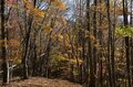 【今年の紅葉は「ここ数年で一番」の当たり年！】＜東京都の最深部へのおすすめドライブコース＞奥多摩エリアの紅葉は「今がピーク」の画像004