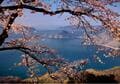 『NYタイムズ』が賞賛！「行くべき旅行先」世界第7位に輝いた桜の絶景名所「香川県・紫雲出山」の魅力を地元出身ライターが解説の画像005