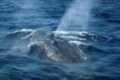 知られざる「東京都の世界遺産」東洋のガラパゴス・小笠原諸島で満喫する唯一無二の「ボニンブルー」濃い青色の海の画像002