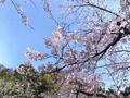 ミツマタの黄色とアセビの白が彩る、春満開の「愛鷹山」！  山頂からの富士山＆ふもとの桜も見応え抜群！  4月上旬・登山レポの画像001