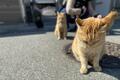 米CNN選出「世界6大猫スポット」のひとつ「相島」1周5.4㎞でも「ネコ密集＆過疎」エリアあり！「とことん戯れられる」3か所とは「現地レポ」の画像009