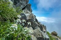 【日本百名山】日本のエーデルワイス！ 雲海の上で輝くハヤチネウスユキソウ「花づくし！ みちのくの名峰・早池峰山」岩手県／2022年