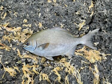 磯釣り 外道中の外道 不名誉すぎる異名の 嫌われ魚 イスズミを 3種の調理法で食べてみた結果 とは アクティビティ ニュース Bravo Mountain