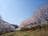 知る人ぞ知る「絶景のサクラ並木」総距離5km・1700本「虎山の千本桜」コスプレイヤーも集う「まるで異世界」写真映えスポット【埼玉県東秩父村】の画像006