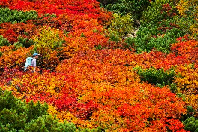 【登山】ここ数年で一番の美しさ「南アルプスの貴公子と女王の山岳紅葉」 日本の1-2-3位の高峰を望む  南アルプス・2025年の画像016