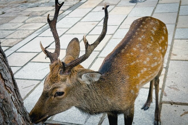 シカまたシカの寺町はミニベロ散策にぴったり！  クルマ＋ブロンプトンで行く古都・奈良の世界遺産【ゆる6輪の旅 vol.04 奈良「東大寺周辺」】の画像006