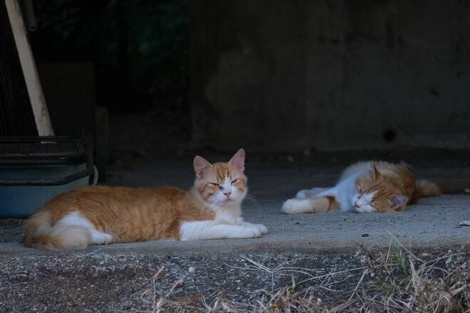 アート、ときどき島猫。直島・犬島・小豆島【「瀬戸内トリエンニャーレな旅（後編）」琉球島猫百景 vol.22〈特別編〉】の画像010