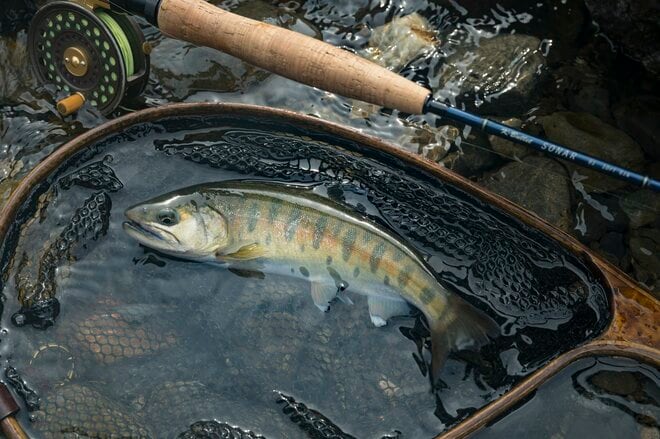 【渓流釣り】沈めて浮かせて……「そっぽを向かれても無視されても、夢中で誘い続けたフライフィッシング！」 神流川・群馬県上野村｜2026年の画像006