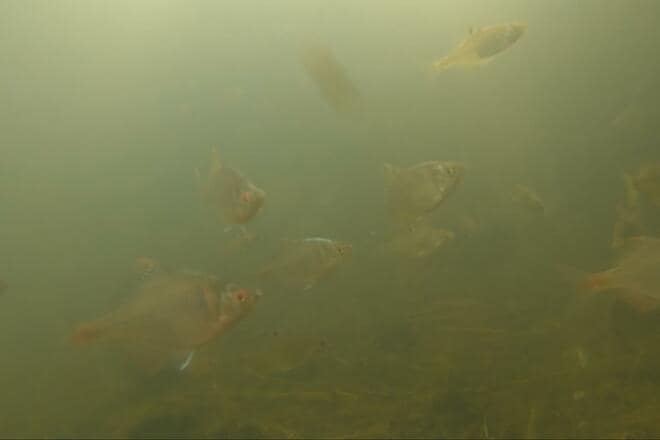 「これって、在来種？」十数年ぶり“再会”に胸アツ！ 霞ヶ浦での「寒タナゴ釣り」大正解のポイント変更からの、意外な「水中カメラ」が捉えた魚影とは！の画像008