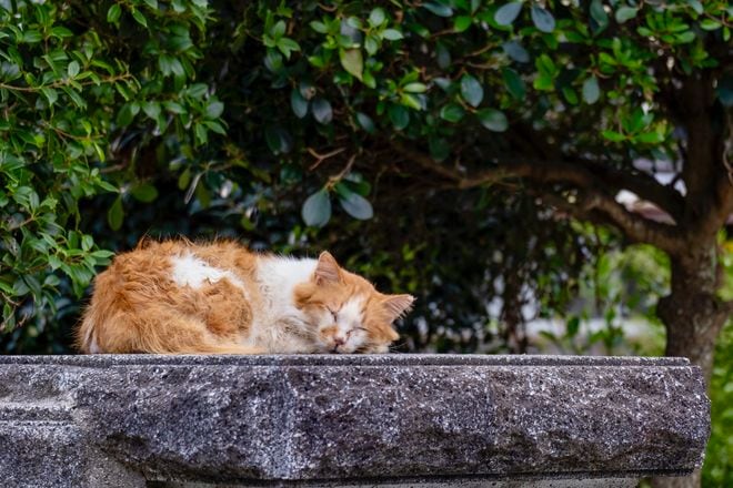 アート、ときどき島猫。男木島・女木島・豊島【「瀬戸内トリエンニャーレな旅（前編）」琉球島猫百景 vol.21〈特別編〉】の画像015