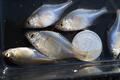 大きいのはNG！ “世界最小の釣り物”「タナゴ」釣り！ あこがれの魚体「1円玉サイズ」狙いの釣果とは！？ 都心から90分「激アツ」現地レポの画像003