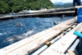 ド迫力！ 目の前で「ホエールジャンプ」連発のカヤックツアーと「クジラと泳げる」国内唯一の海水浴場！ 和歌山県太地町での「クジラ三昧」旅行の画像002