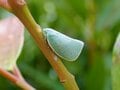 夏になると植物につく「白い綿」の正体とは？  生き物に見えない不思議な姿の虫たち【あなたのすぐそばにいる「季節の虫」の探し方 vol.8】の画像002
